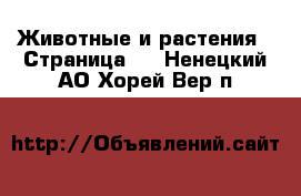  Животные и растения - Страница 3 . Ненецкий АО,Хорей-Вер п.